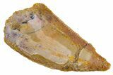 Bargain, Raptor Tooth - Real Dinosaur Tooth #305535-1